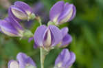 Blue wild indigo